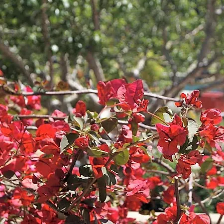 Les Jardins De Santa Giulia - Charmante D'hôte Maison d'hôtes 3*