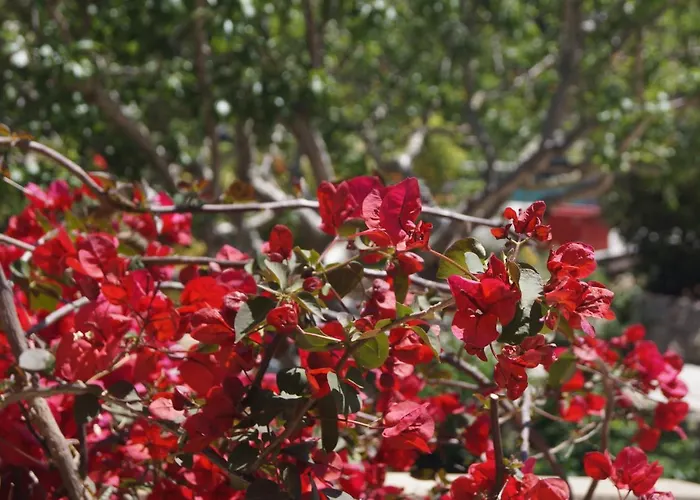 Les Jardins De Santa Giulia - Charmante Dhte